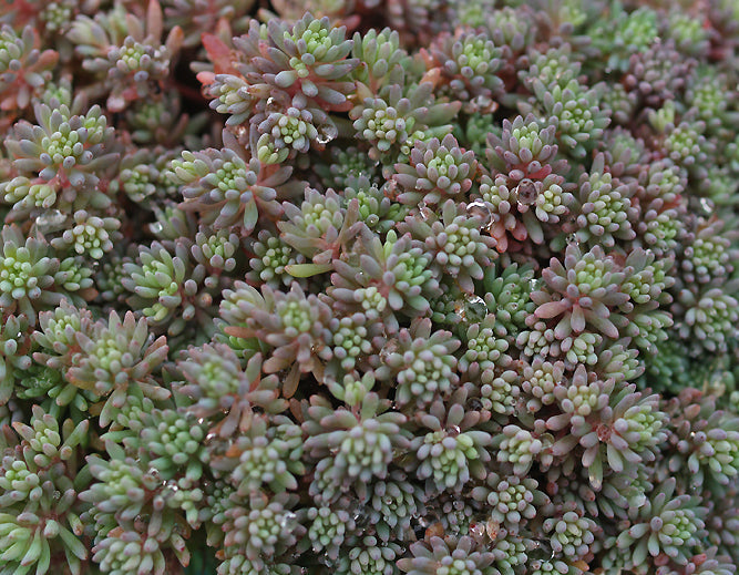 SEDUM HISPANICUM var.MINUS