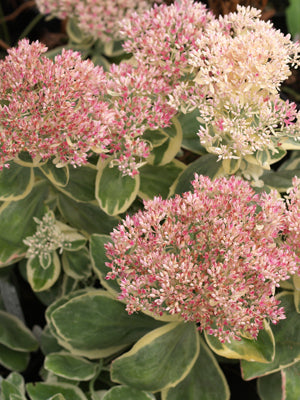 SEDUM SPECTABILE 'PINK CHABLIS'