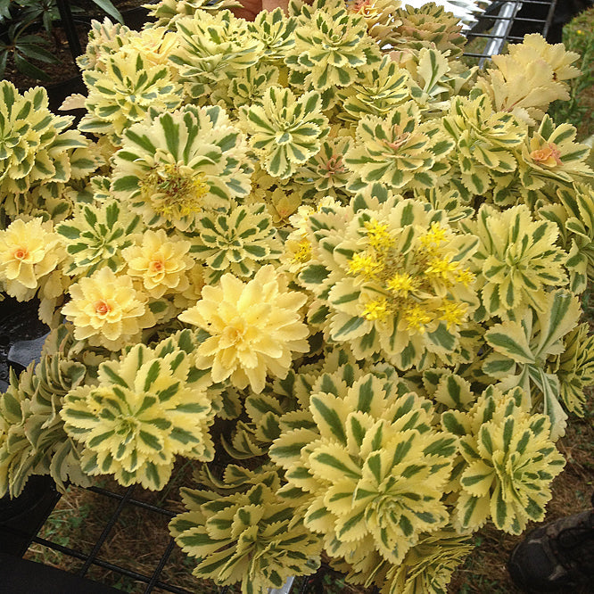 SEDUM TAKESIMENSE 'ATLANTIS'