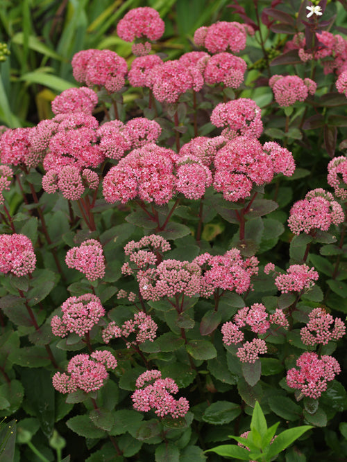 SEDUM TELEPHIUM