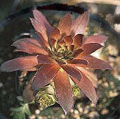 SEMPERVIVUM 'LAVENDER AND OLD LACE'