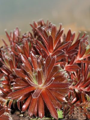 SEMPERVIVUM 'RED DELTA'