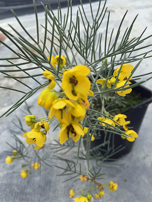 SENNA ARTEMISIOIDES
