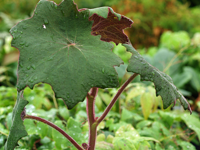 ROLDANA CRISTOBALENSIS