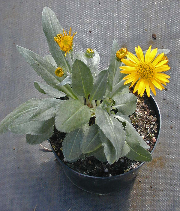 SENECIO DORONICUM