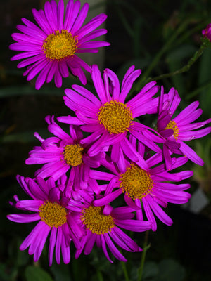 SENECIO PULCHER