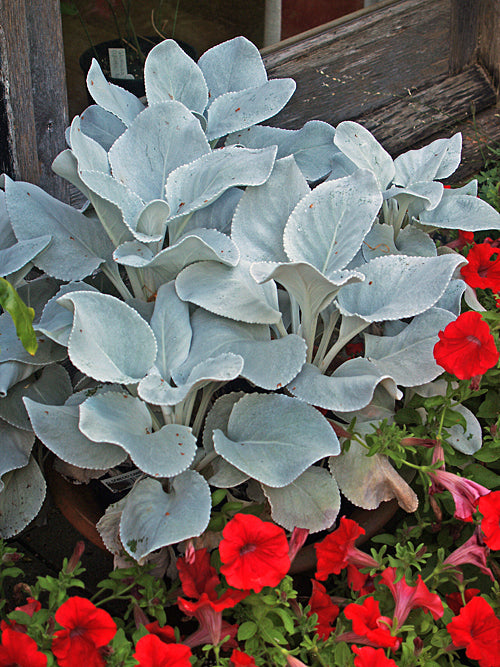 SENECIO CANDIDANS 'ANGEL WINGS'