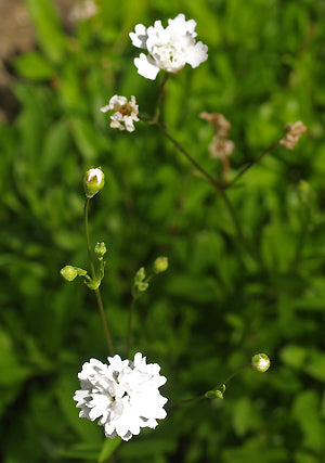 SILENE ALPESTRIS 'FLORE PLENO'