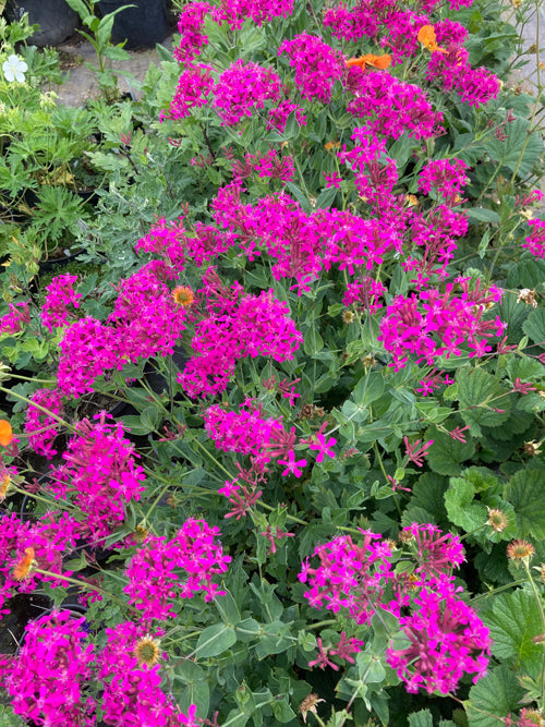 SILENE ARMERIA 'ELECTRA'