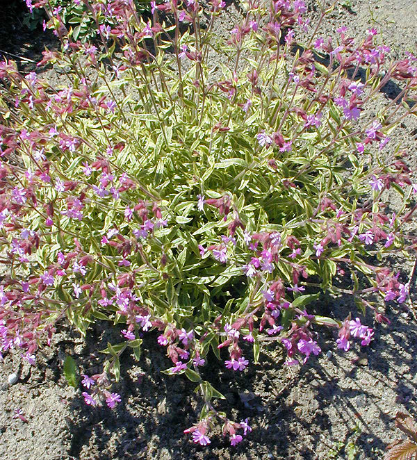 SILENE DIOICA 'MICHIEU'