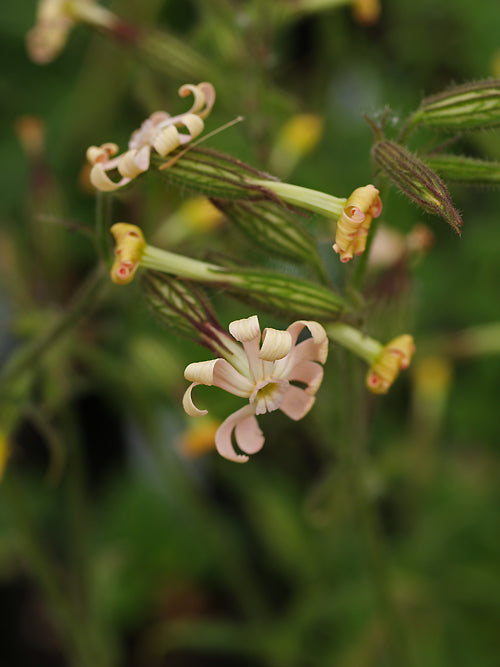 SILENE SP. RCB UA-4