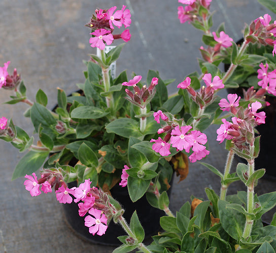 SILENE 'ROLLIE'S FAVOURITE'