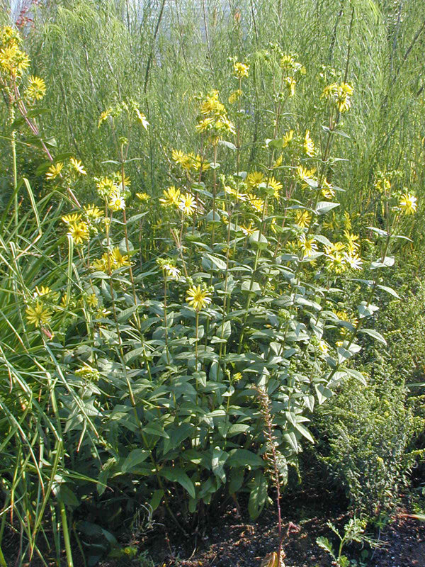 SILPHIUM INTEGRIFOLIUM