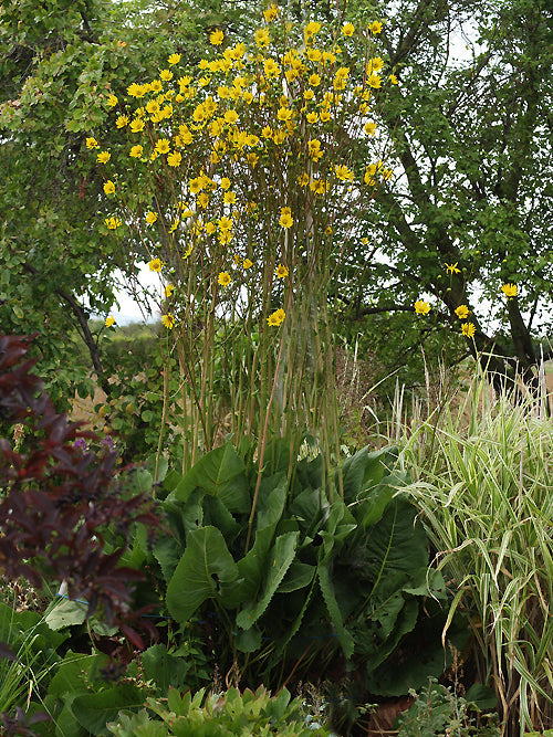 SILPHIUM TEREBINTHINACEUM