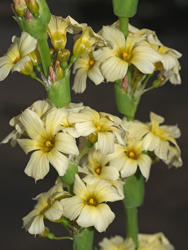 SISYRINCHIUM STRIATUM