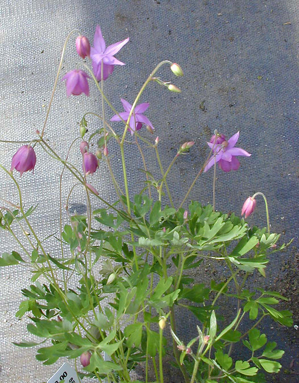 SEMIAQUILEGIA ECALCARATA