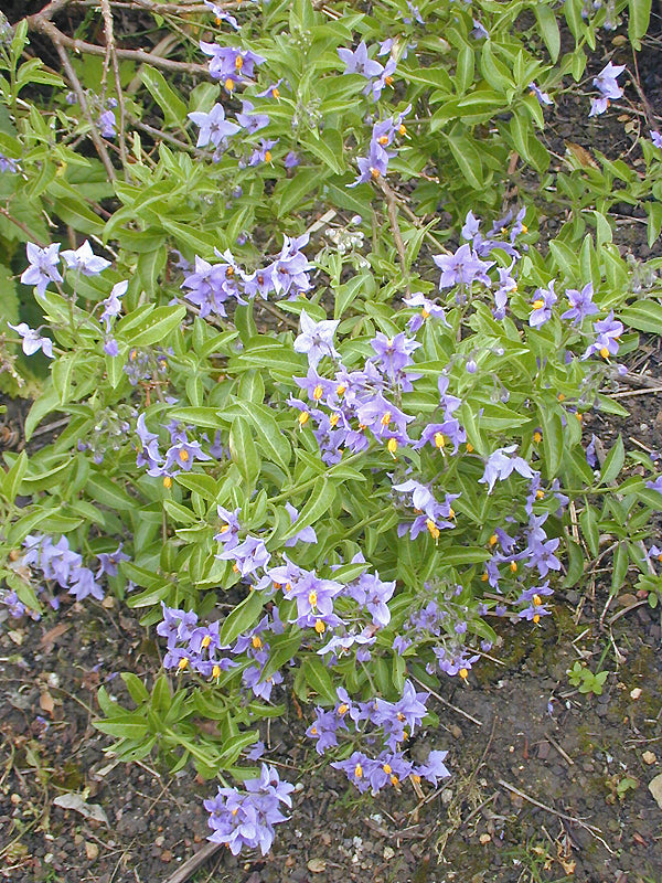 SOLANUM CRISPUM 'GLASNEVIN'
