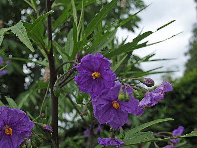 SOLANUM LACINIATUM