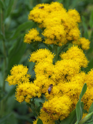 SOLIDAGO RIGIDA