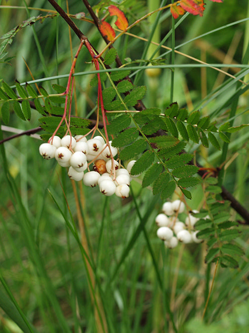 SORBUS KOEHNEANA