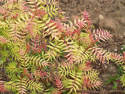 SORBARIA SORBIFOLIA 'SEM'