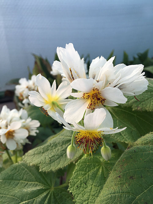 SPARMANNIA AFRICANA