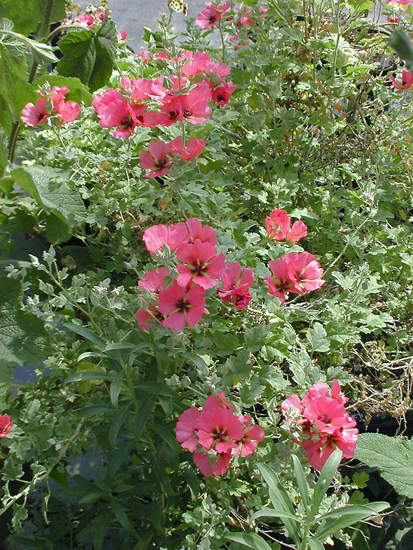 SPHAERALCEA MINIATA