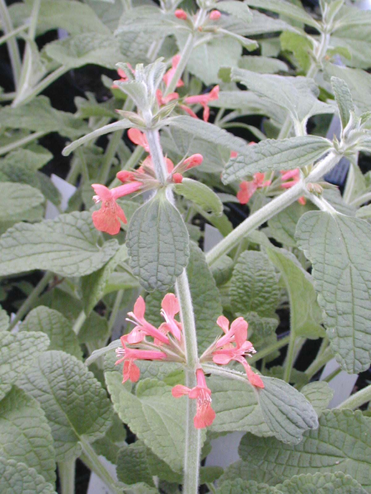 STACHYS ALBOTOMENTOSA
