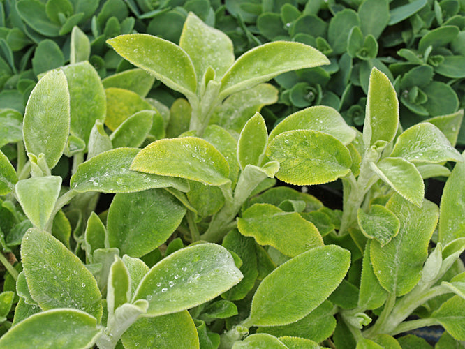 STACHYS BYZANTINA 'LIMELIGHT'