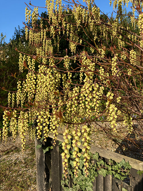 STACHYURUS PRAECOX