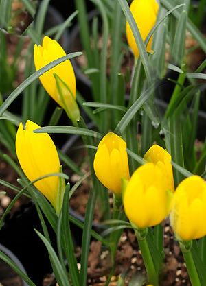 STERNBERGIA LUTEA 'ANGUSTIFOLIA'