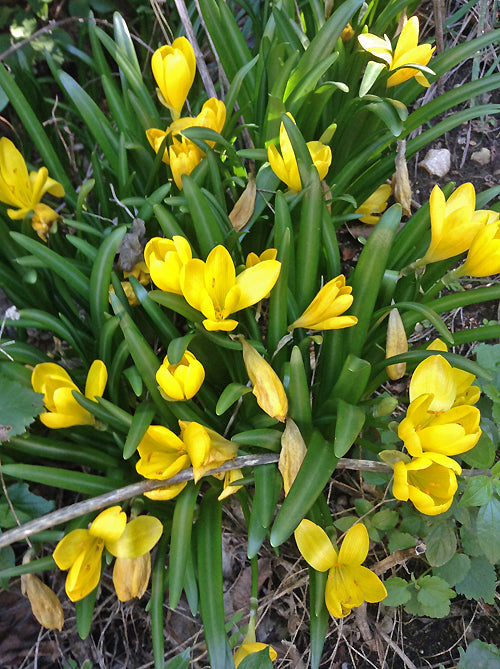STERNBERGIA LUTEA