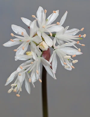 STRUMARIA TRUNCATA from Doring River