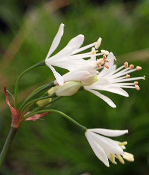 STRUMARIA TRUNCATA from Somerset West