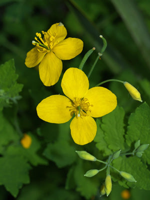 STYLOPHORUM DIPHYLLUM