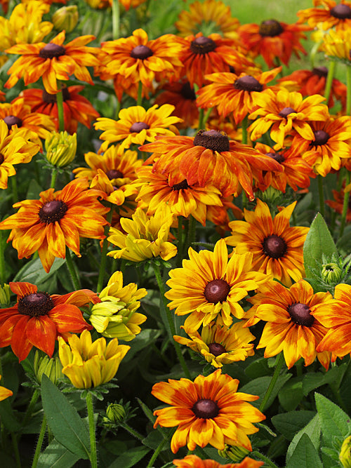 SUMMERINA 'PATIO YELLOW'