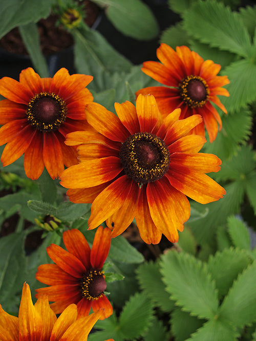 SUMMERINA 'PATIO ORANGE'