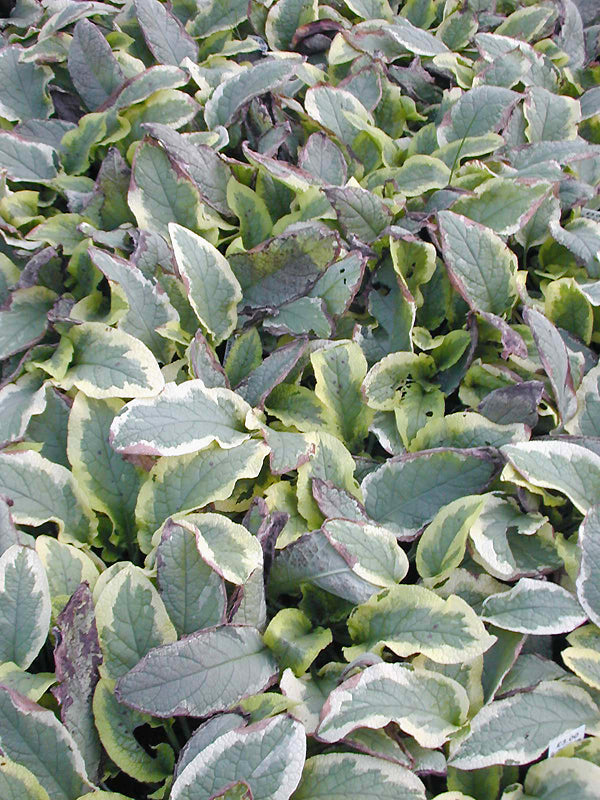 SYMPHYTUM 'GOLDSMITH'