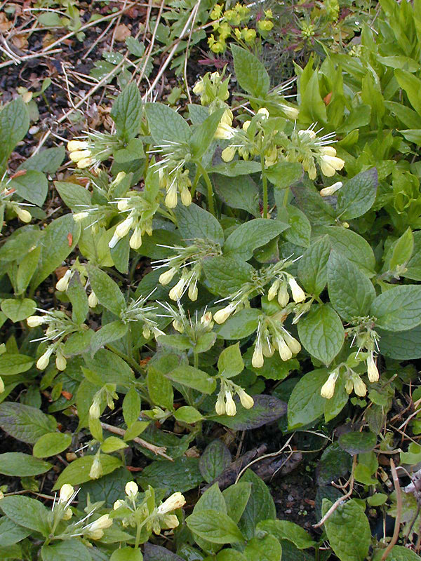 SYMPHYTUM TUBEROSUM