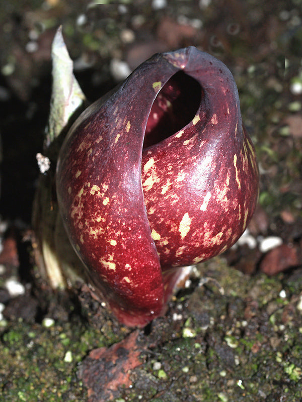 SYMPLOCARPUS FOETIDUS