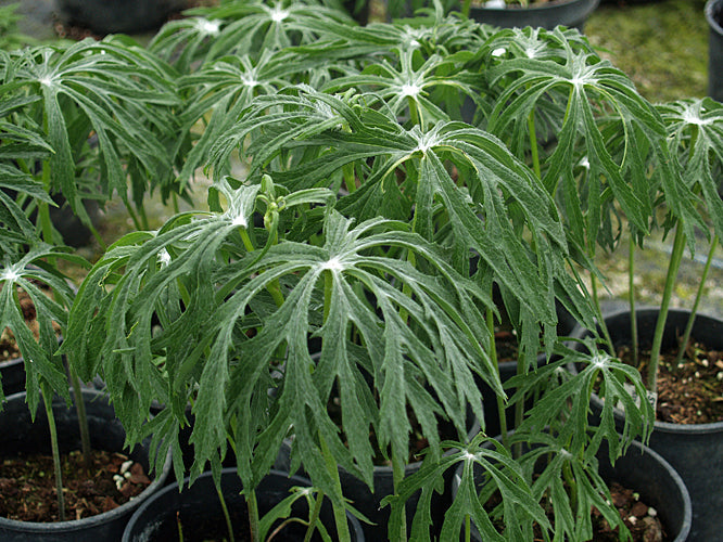 SYNEILESIS ACONITIFOLIA (9cm pots)