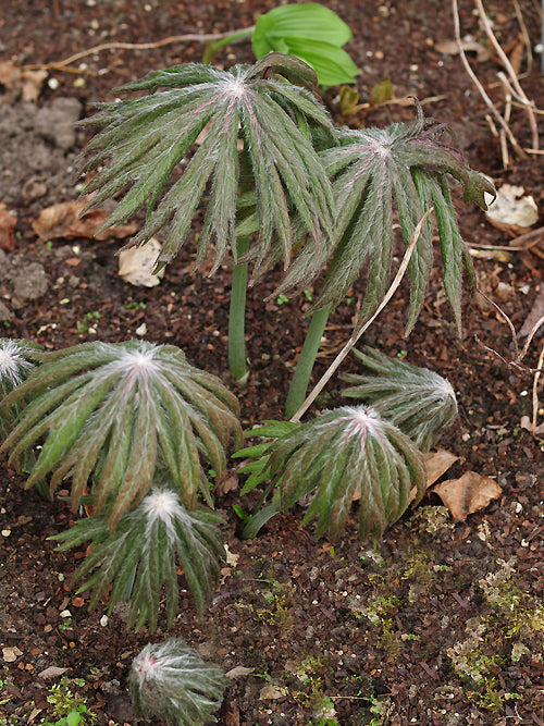 SYNEILESIS aff.TAGAWAE BSWJ 11191 (9cm pot)