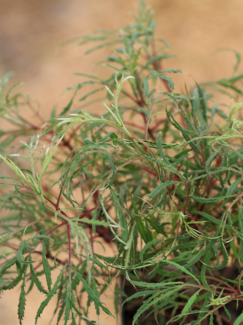 TAGETES LEMMONII 'MARTIN'S MUTANT'