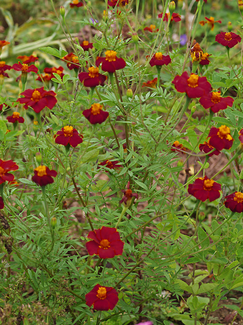TAGETES PATULA 'CINNABAR' DIXTER STRAIN