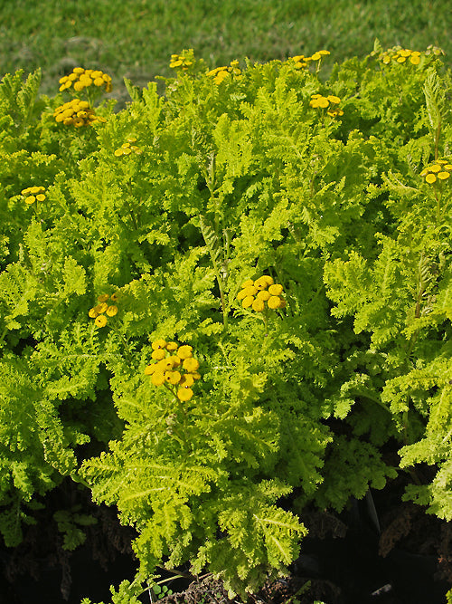 TANACETUM VULGARE 'GOLDEN FLEECE'