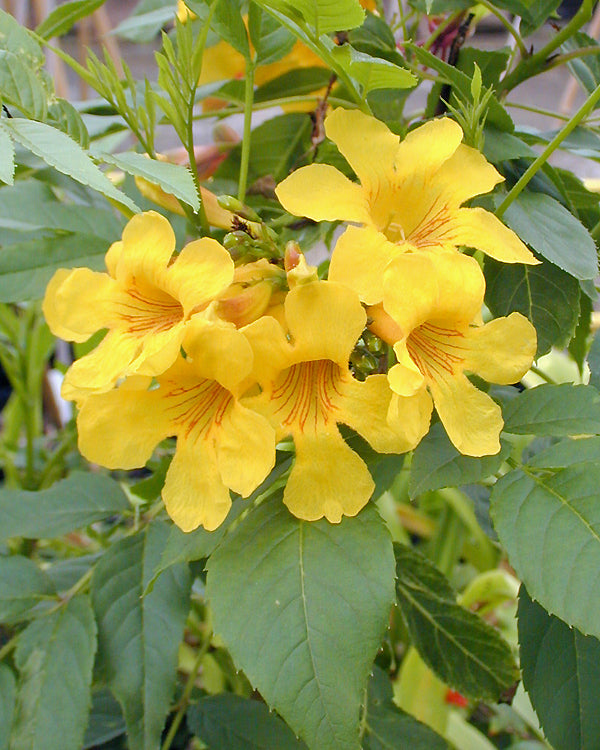 TECOMA STANS RCB RA-J-2