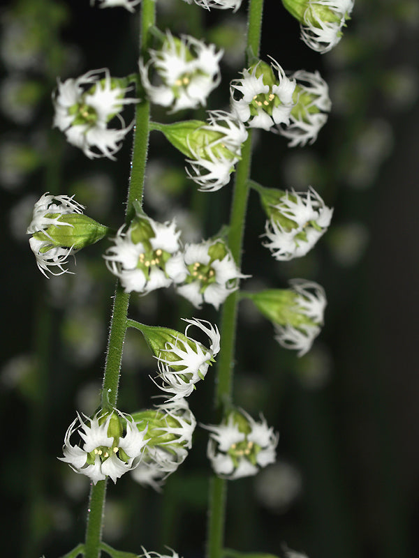 TELLIMA GRANDIFLORA ODORATA GROUP