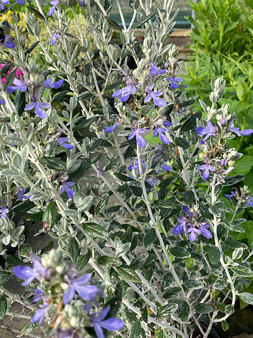 TEUCRIUM FRUTICANS 'COMPACTUM'