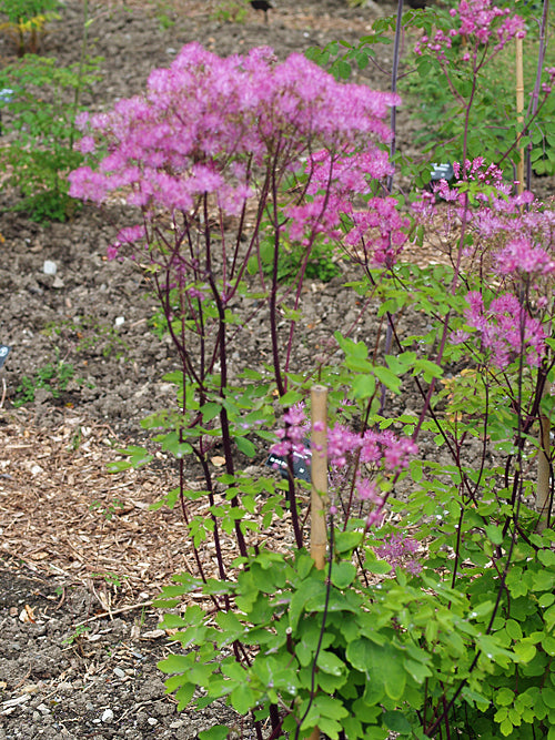 THALICTRUM 'BLACK STOCKINGS'