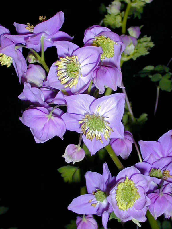 THALICTRUM SP. CDR 2135